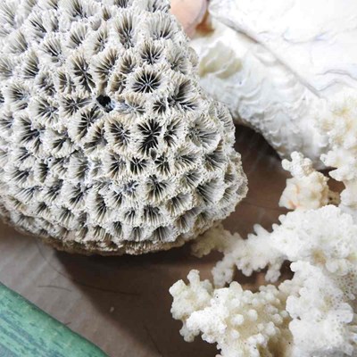 Lot 403 - A collection of seashells, coral and mother of...