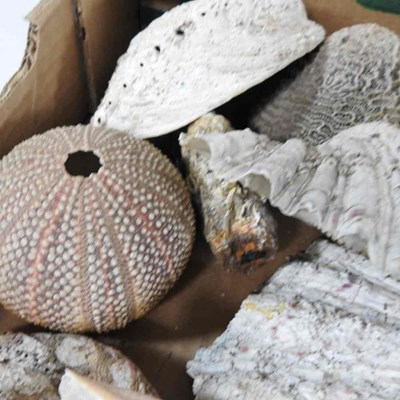 Lot 403 - A collection of seashells, coral and mother of...