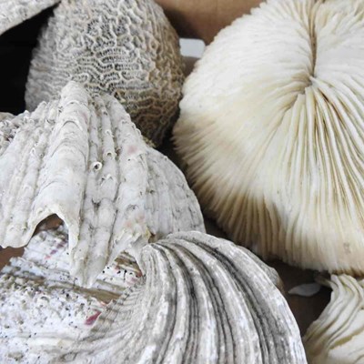 Lot 403 - A collection of seashells, coral and mother of...