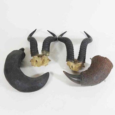Lot 435 - A pair of taxidermy Springbok horns, with...