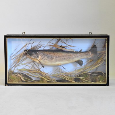 Lot 11 - A taxidermy of a brown trout, 20th century, in...