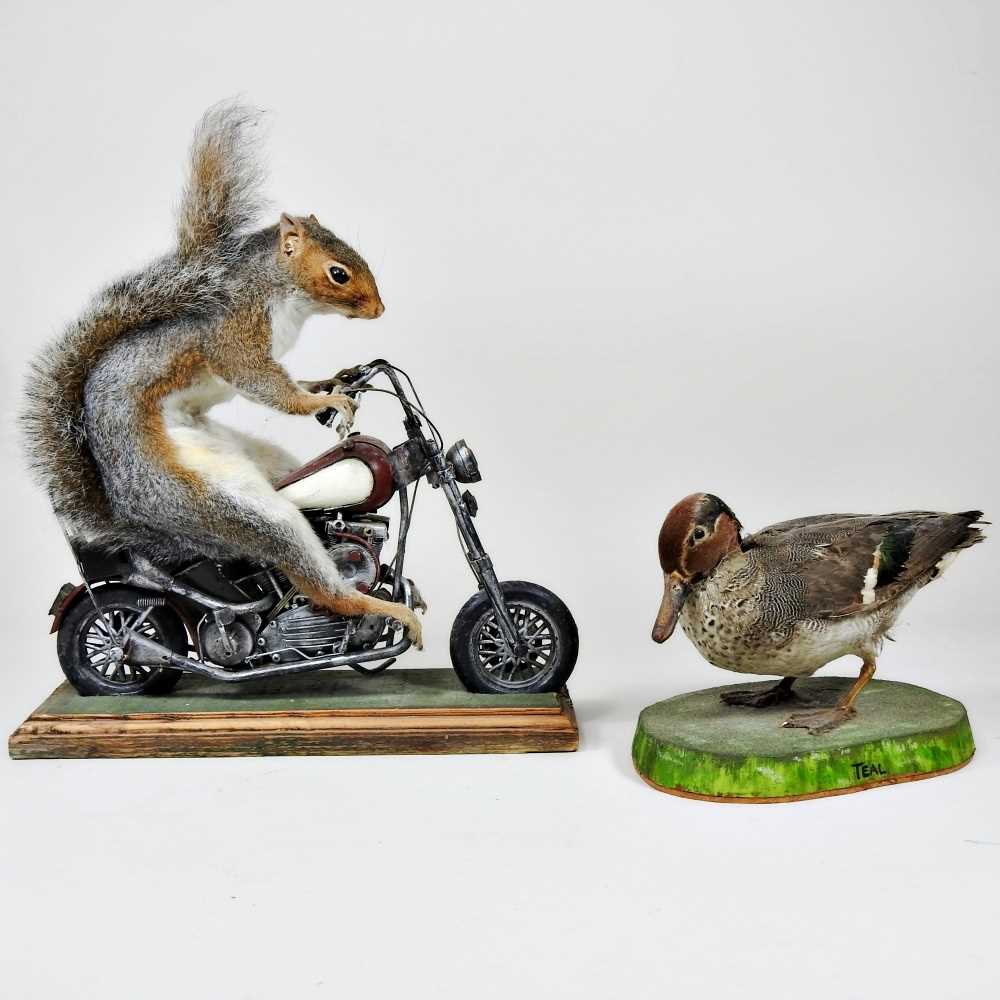 Lot 200 A Taxidermy Grey Squirrel Riding A lot-200-a-taxidermy-grey-squirrel-riding-a