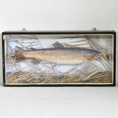 Lot 185 - A taxidermy of a brown trout, 20th century, in...