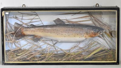 Lot 185 - A taxidermy of a brown trout, 20th century, in...