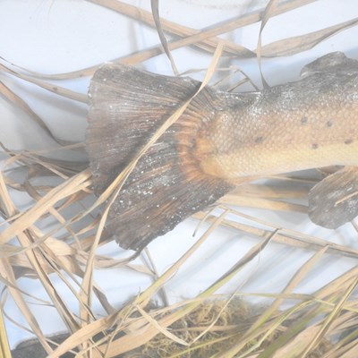 Lot 185 - A taxidermy of a brown trout, 20th century, in...