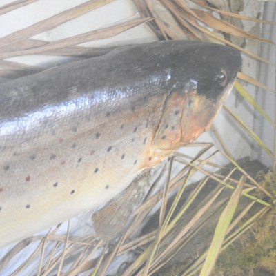Lot 185 - A taxidermy of a brown trout, 20th century, in...