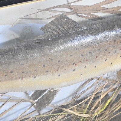Lot 185 - A taxidermy of a brown trout, 20th century, in...