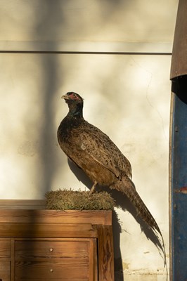 Lot 163 - A taxidermy pheasant (phasianus colchicus),...