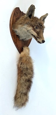 Lot 176 - A taxidermy fox head and tail, mounted on an...