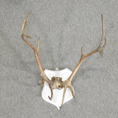 Lot 428 - A pair of stag antlers