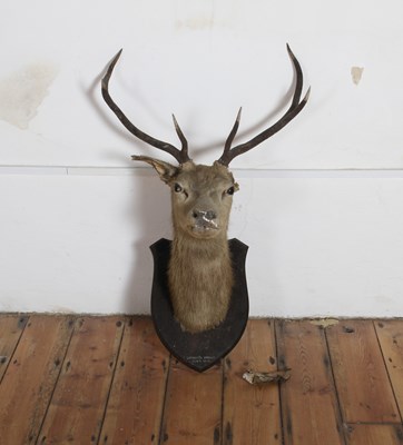 Lot 241 - An early 20th century taxidermy stags head,...