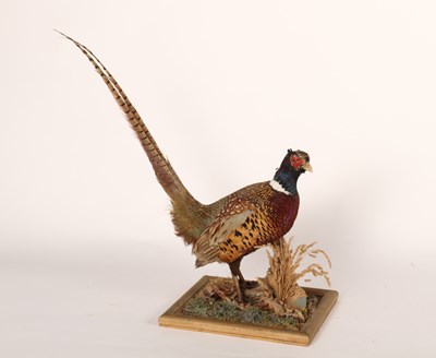 Lot 320 - A taxidermy male pheasant, in a standing...