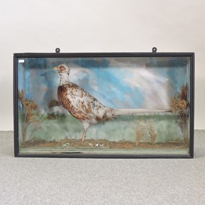 Lot 580 - A taxidermy pheasant