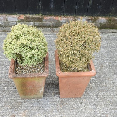 Lot 310 - A pair of square terracotta pots