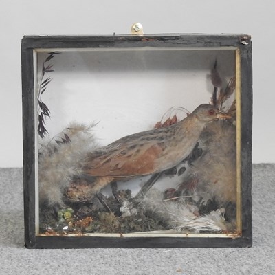 Lot 602 - A Victorian taxidermy corncrake
