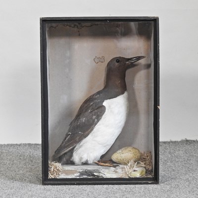Lot 690 - A Victorian taxidermy guillemot