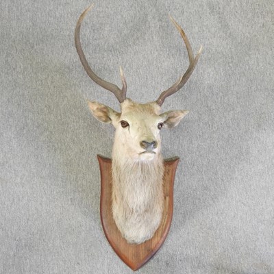 Lot 473 - A taxidermy of a stag head