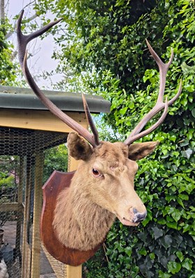 Lot 324 - A large nine-point red deer stag taxidermy...