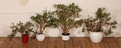 Lot 621 - Four jade or money plants