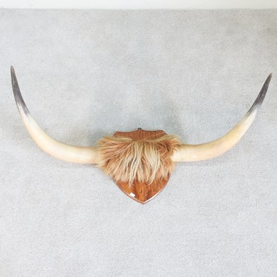 Lot 241 - A taxidermy pair of Highland cow horns,...