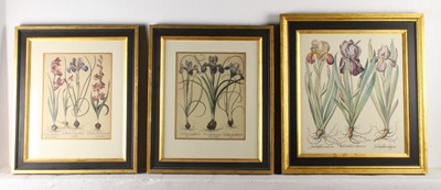 Lot 814 - After Basil Besler (German 1561-1629), Iris...