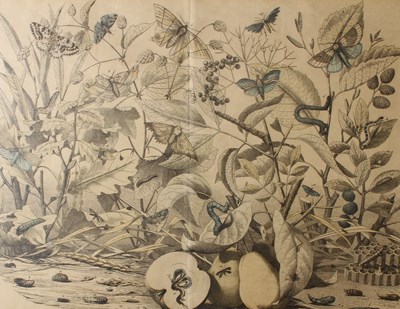 Lot 763 - Emil Hanselmann (German, 19th century), Moths...