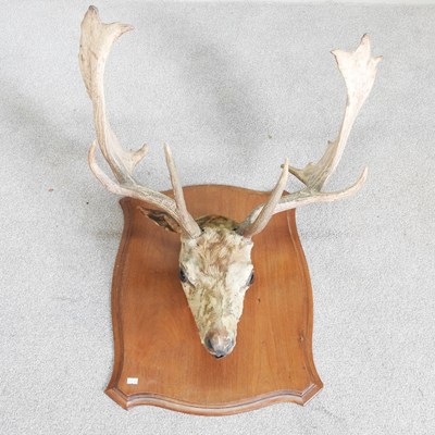 Lot 501 - A mounted taxidermy stag's head with antlers,...