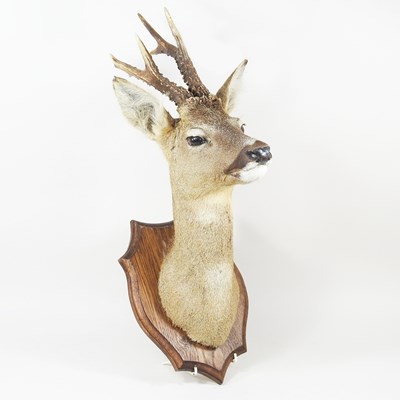 Lot 156 - A taxidermy deer head, with antlers, mounted...