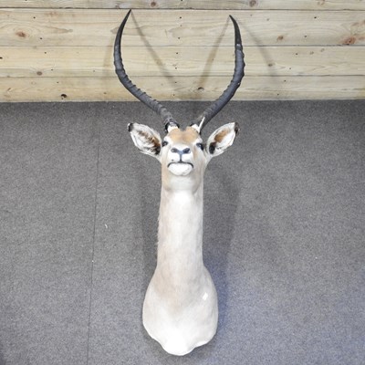 Lot 479 - A taxidermy Impala head, 110cm high overall