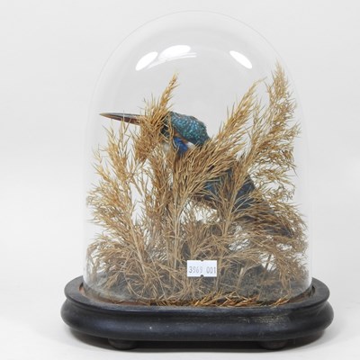 Lot 16 - A 19th century taxidermy kingfisher, contained...