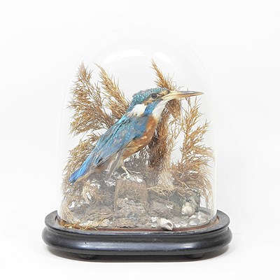 Lot 16 - A 19th century taxidermy kingfisher, contained...