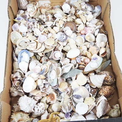 Lot 398 - A large collection of various seashells
