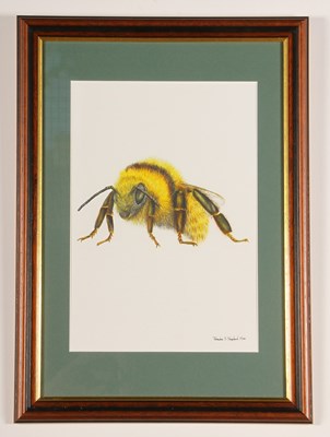 Lot 642 - Thereska Sheperd, 'Great Yellow Bumblebee',...