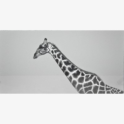 Lot 10 - Christopher Rimmer, b1963, Giraffe Neck Detail...
