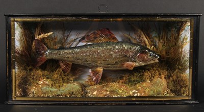 Lot 7 - Thymallus thymallus - a taxidermy grayling,...