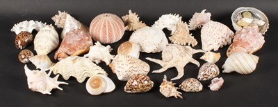 Lot 660 - A collection of various sea shells, including...