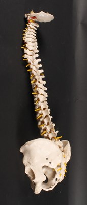 Lot 735 - An anatomical model spine