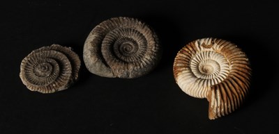 Lot 228 - A fossilised ammonite, together with a double...