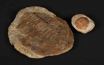 Lot 231 - A large and complete fossilised trilobite,...