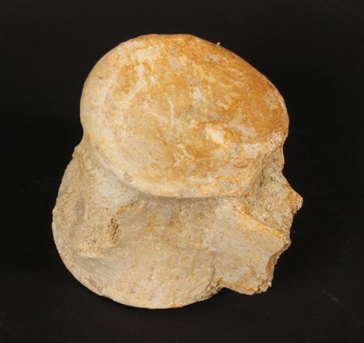 Lot 227 - A fossilised dinosaur vertebra