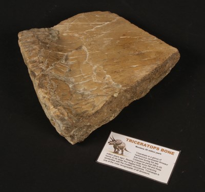 Lot 235 - A fossilised Triceratops bone fragment