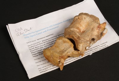 Lot 225 - A fossilised pair of Spinosaurus caudal...