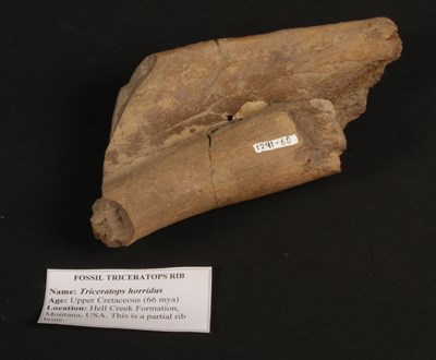 Lot 230 - A fossilised Triceratops horridus rib section,...