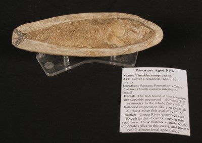 Lot 233 - A whole fossilised Vinctifer comptoni specimen,...