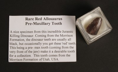 Lot 234 - A fossilised Allosaurus pre-maxillary tooth,...