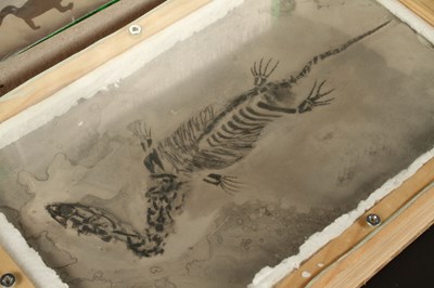 Lot 226 - A whole fossilised Keichousaurus hui specimen,...