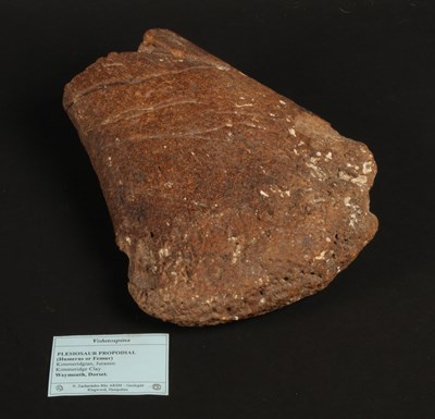 Lot 229 - A fossilised Plesiosaur propodial bone, from...