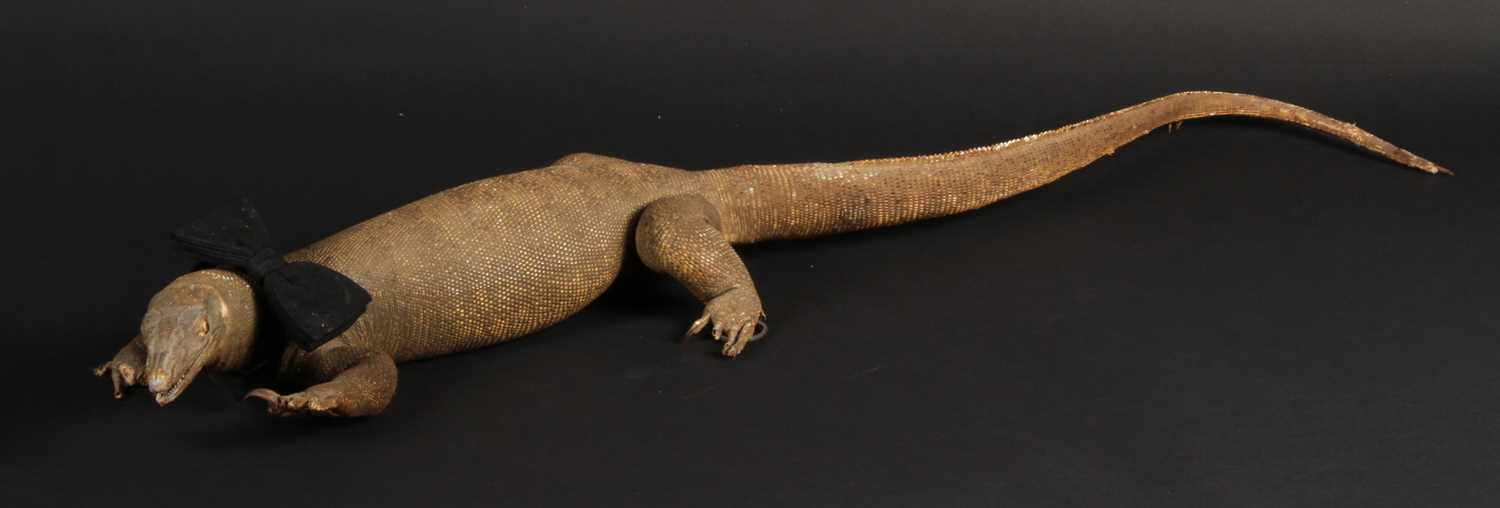 Lot 397 - A taxidermy monitor lizard, possibly a young