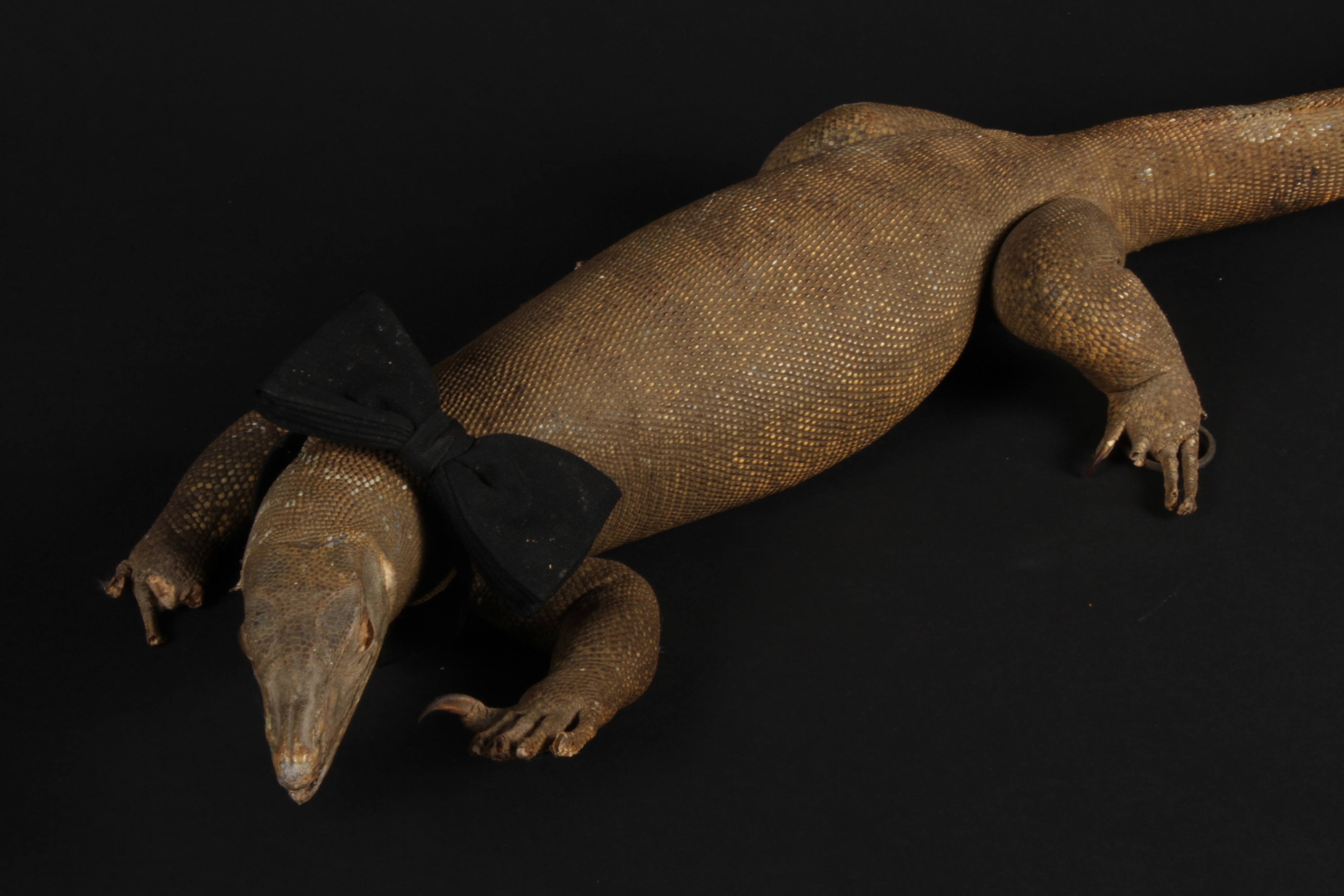 Lot 397 - A taxidermy monitor lizard, possibly a young