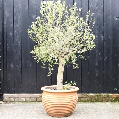 Lot 344 - A mature olive tree